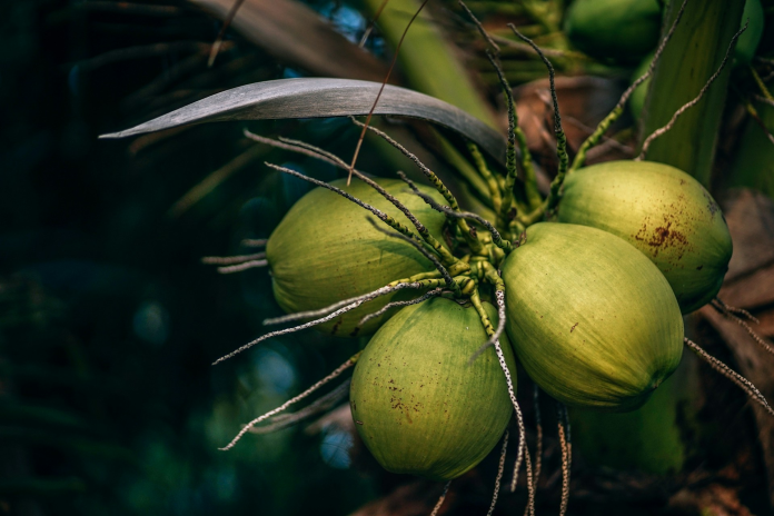Coco Fest is a family-friendly cultural and food festival celebrating the coconut (Photo: Unsplash / Nipanan Lifestyle)