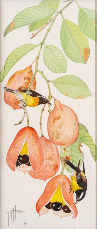 Guy Harvey, Bananaquits on Ackee, 2021 (Photo: National Gallery of the Cayman Islands)
