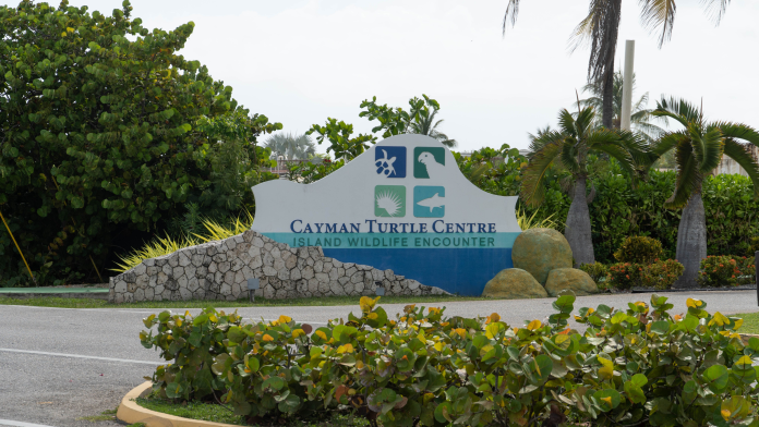 Cayman Turtle Conservation and Education Centre is running the promotion throughout September (Photo: Cayman Independent)