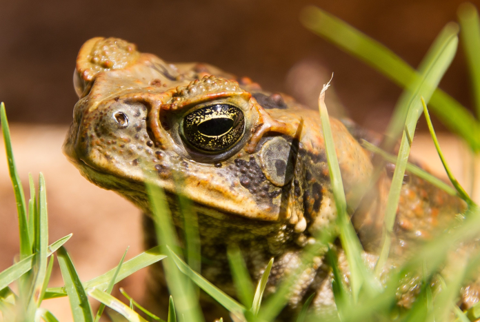 A cane toad, an invasive species capable of producing toxic secretions harmful to native wildlife, photographed in its natural posture (Photo: Pixabay / sandid)