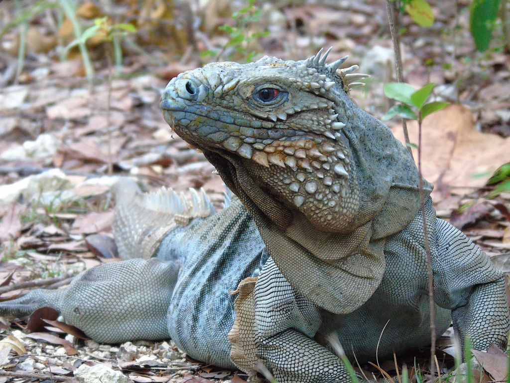 A Grand Cayman blue iguana (Cyclura lewisi), the endangered species found only in the Cayman Islands (Photo: National Trust for the Cayman Islands)