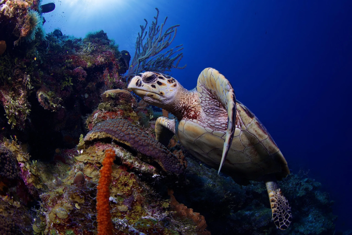 CCMI will visit schools and public events to speak about marine ecosystems, weather and climate change (Photo: Brad Wilbourn courtesy of DoE)
