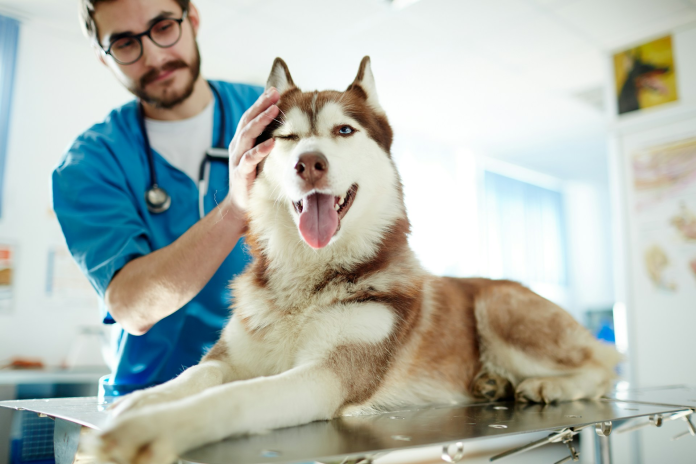 The Department of Agriculture will oversee rabies vaccination and pet export requirements after services shift to accredited private veterinarians (Photo: Unsplash / Getty Images)